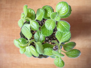 Aromaticus, Spanish Thymes, Cuban Oregano