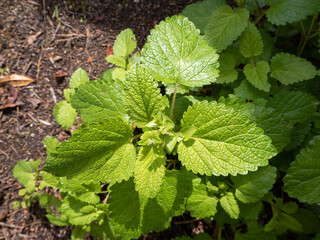 Lemon balm leaves in the garden