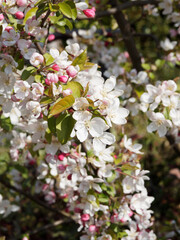 Malus floribunda | Japanese flowering crabapple with its bright pink buds that open to fragrant white to pale pink flowers between a green foliage on arching branches