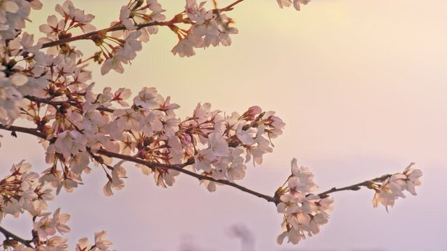 黒沢川の桜のクローズアップと朝焼け