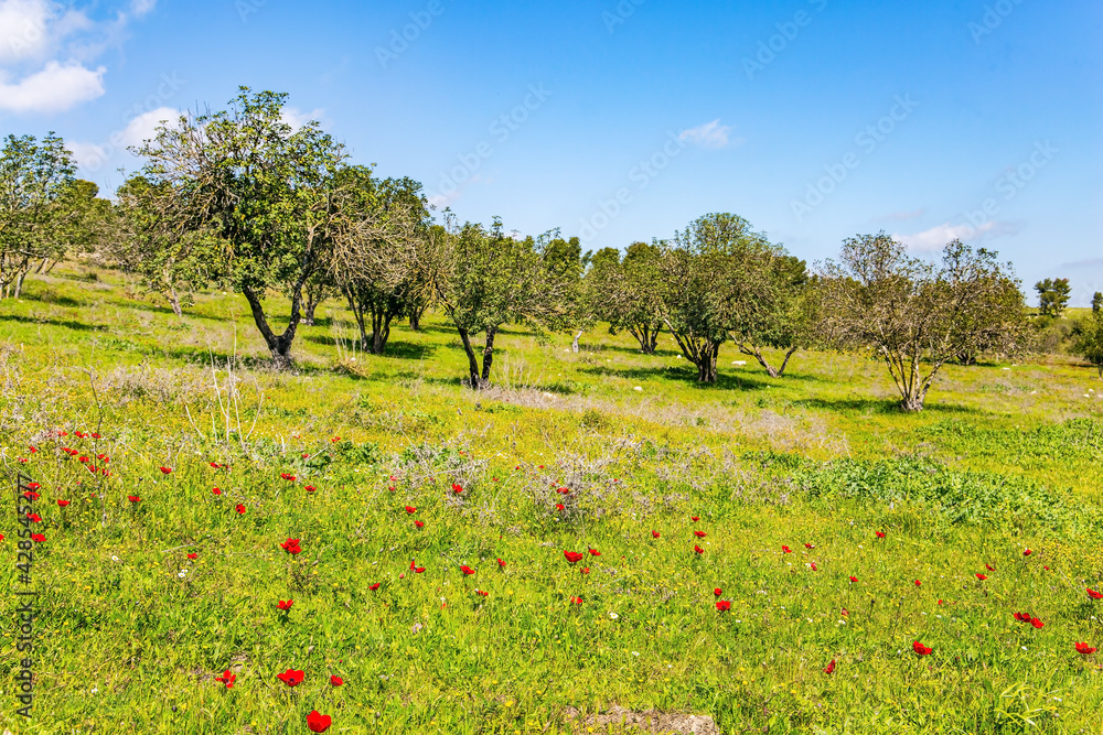 Sticker green lawn with red anemones