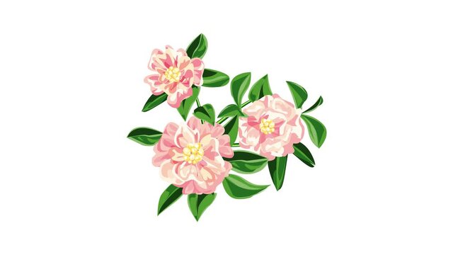 Garden pink camellia icon animation