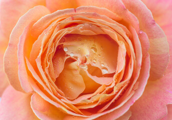 Close up for beautiful peach color rose flower with waterdrops