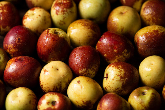 fres  chinese jujubes on wood background