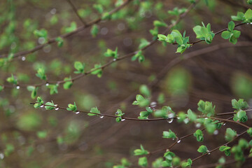 Fresh young buds and leaves with water drops after rain.