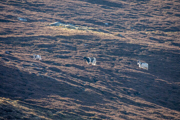 feral goats, Capra aegagrus hircus, herd crossing over mountain slope in the morning of a sunny day in spring in cairngorms national park, Scotland. - 428546035