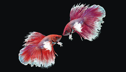 Fototapeta premium betta fish splendens moving in water isolated on black background. twin siamese fighting fish red fancy color symmetrical magnificent swimming action in aquatic.
