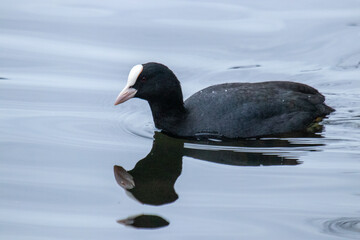 Blässhuhn mit Spiegelung