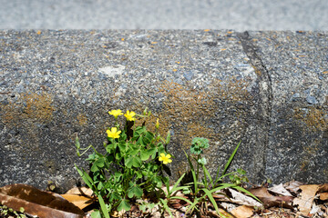 コンクリート・段差・カタバミ・マクロ・道路脇