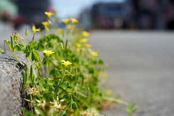 カタバミの花・アップ・風景・町並み
