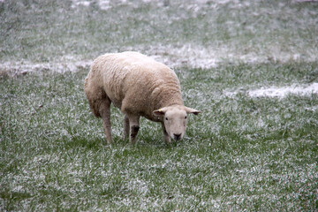 Naklejka premium sheeps in snow at the lowest polder in the Netherlands Zuidplaspolder between Gouda and Rotterdam