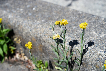 ゴギョウ・アップ・道端・コンクリート・マクロ