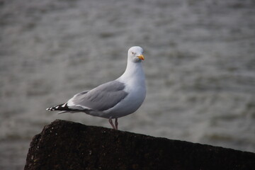 Seagull on the ballast blocks of the Scheveningen harbor pier