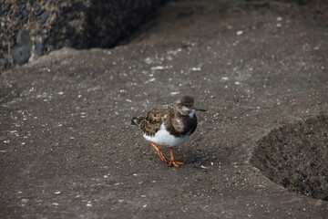 Young oystercatcher on the ballast blocks of the Scheveningen harbor pier