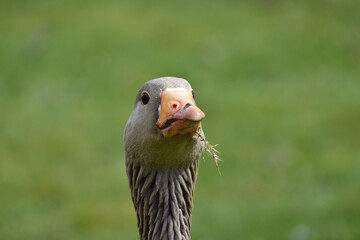 Canada goose looking quizzically at the camera