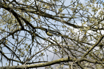 Beautiful Great Tit bird in the branches of a tree near Oss, Netherlands