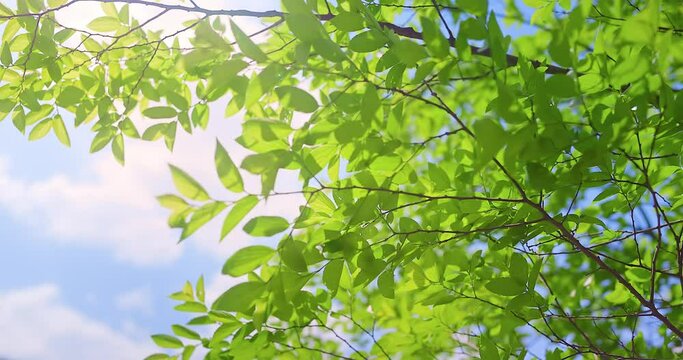 Sun shining through fresh green leaves