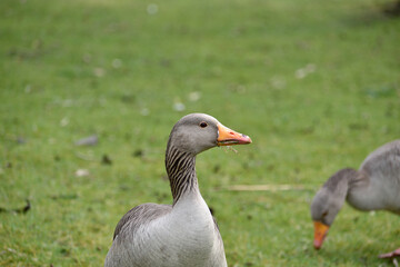 A pair of Canada geese pecking in the grass beside a lake in Oss, Netherlands