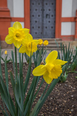 yellow daffodils in the castle garden