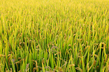 Golden rice field harvest in autumn