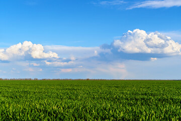 Obraz premium agricultural field with young sprouts and a blue sky with clouds - a beautiful spring landscape