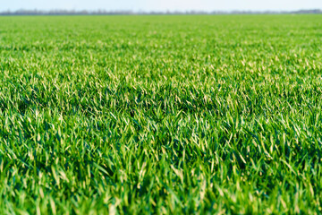 agricultural field with young sprouts and a blue sky with clouds - a beautiful spring landscape