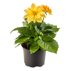 Yellow dahlia flower