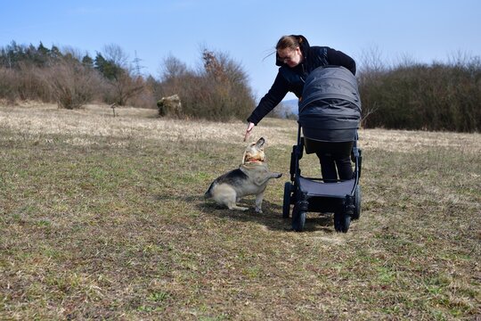 A Woman In A Black Coat Prams A Child In A Baby Stroller On A Large Meadow With Dog Running Beside