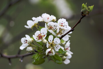 spring white pear flowers after rain on a blurry background