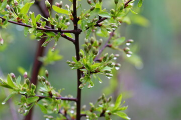 spring cherries pick up color after rain on a blurry background