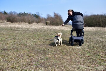 A woman in a black coat prams a child in a baby stroller on a large meadow with dog running beside