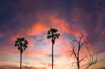 Palm tree and dry silhouette in orange sky background