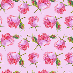 Watercolor roses. Flowers on a Pink background. illustration.Seamless pattern.
