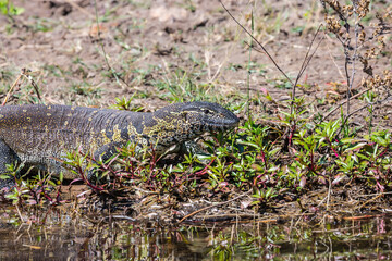 The beautiful iguana on the river bank