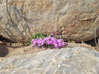 flowers on the rocks