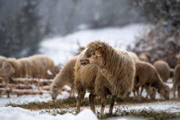 Naklejka premium sheep in winter