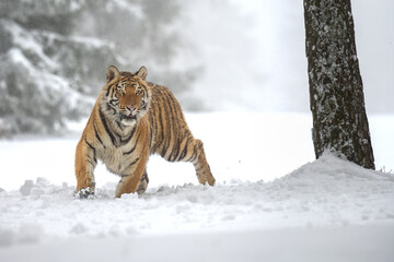A tiger in the forest enjoys the fresh snow.
