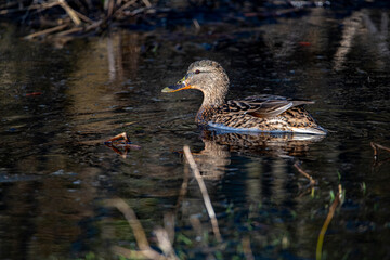 Young bird