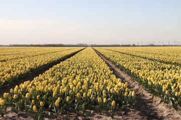 Fototapeta na wymiar Rows of tulips on flower bulb fields on the island of Goeree Overflakkee