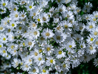 Close up Marguerite Daisy flower.