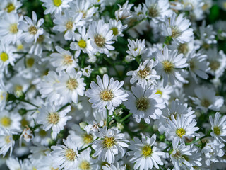 Close up Marguerite Daisy flower.