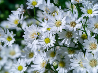 Obraz premium Close up Marguerite Daisy flower.