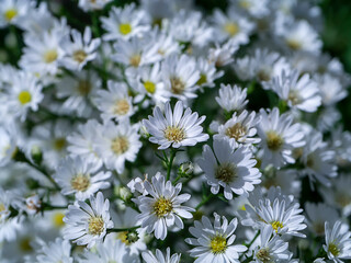 Close up Marguerite Daisy flower.