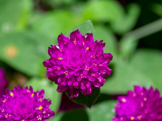 Close up of globe amaranth flower.
