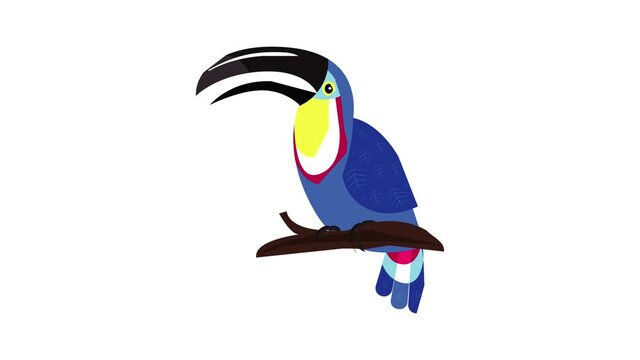 Wildlife toucan icon animation