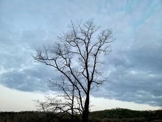 Obraz premium tree on a hill