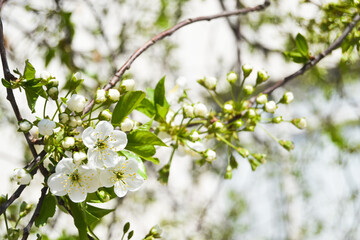 Apple tree blossoms in spring. White blossoming apple tree. The harbinger of spring is flower. Selective focus.