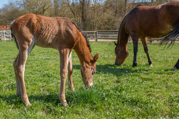 Naklejka na ściany i meble Chestnut colored foal of mustang horse in spring at meadow