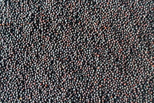 Close up of mustard seeds, Rai or brown mustard seeds
