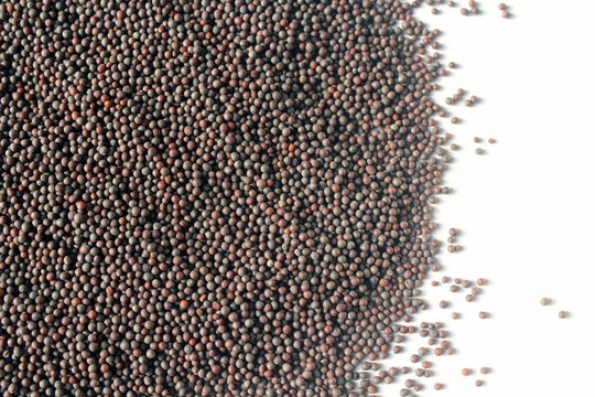 Close up of mustard seeds, Rai or brown mustard seeds